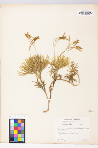 Diphasiastrum tristachyum image