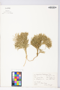 Diphasiastrum tristachyum image