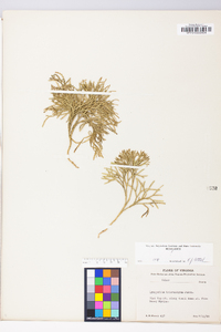 Diphasiastrum tristachyum image