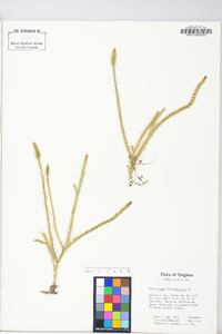 Lycopodiella alopecuroides image