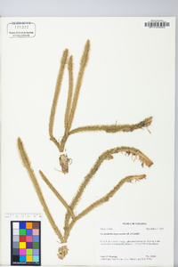 Lycopodiella alopecuroides image