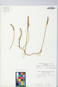 Lycopodium appressum image