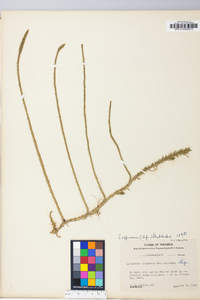 Lycopodium appressum image