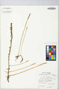 Lycopodium appressum image