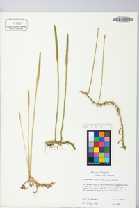 Lycopodium appressum image