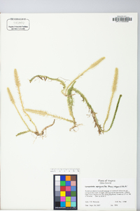 Lycopodiella margueritae image