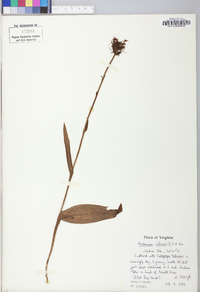 Platanthera ciliaris image