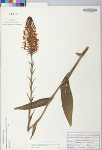 Platanthera ciliaris image