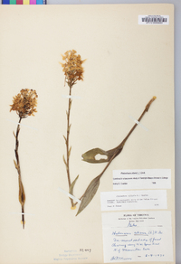 Platanthera ciliaris image