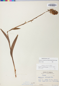 Platanthera ciliaris image