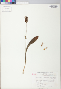 Platanthera clavellata image