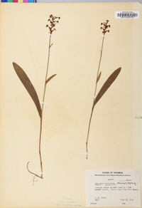 Platanthera clavellata image