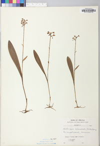 Platanthera clavellata image