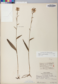 Platanthera cristata image