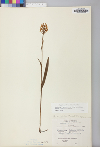 Platanthera cristata image