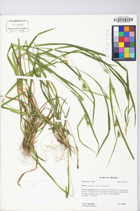 Carex corrugata image