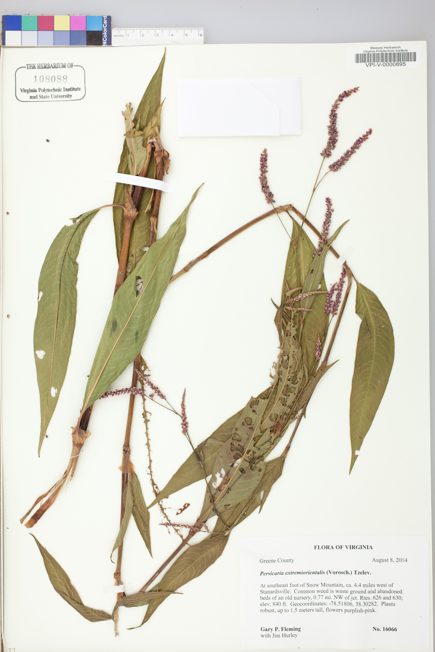 Persicaria extremiorientalis image