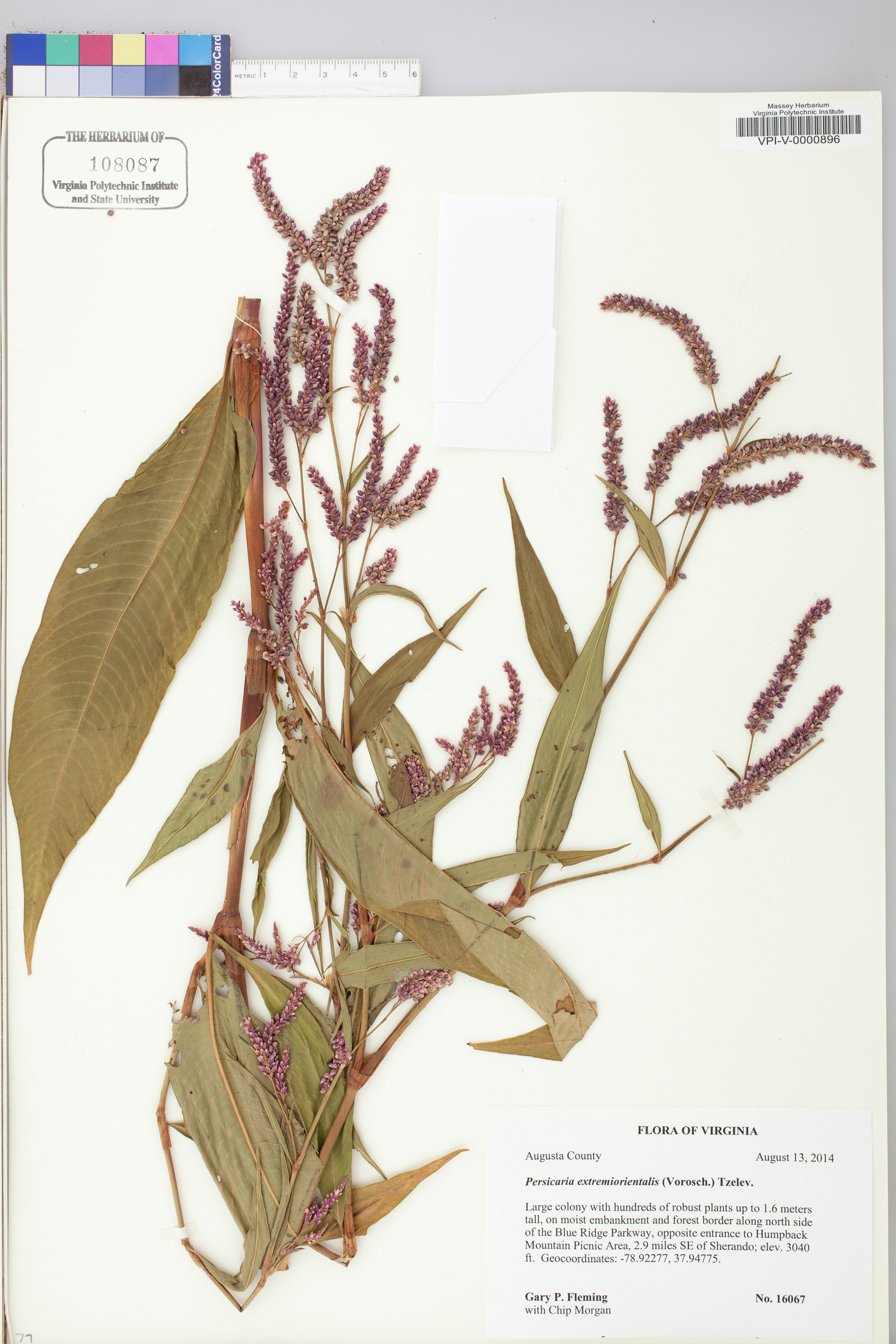 Persicaria extremiorientalis image