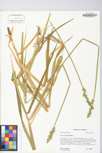 Carex conjuncta image