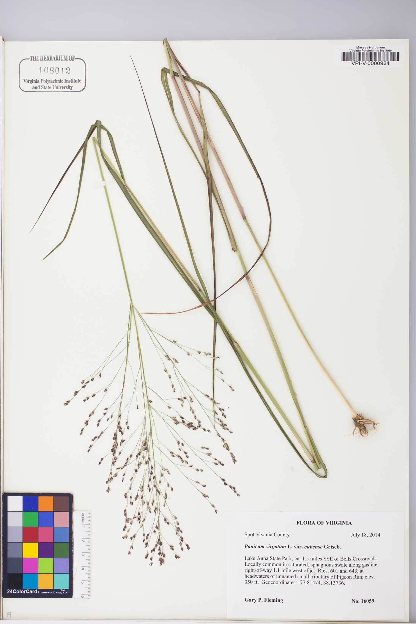 Panicum virgatum var. virgatum image