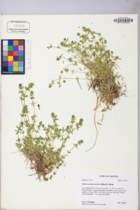 Cruciata pedemontana image