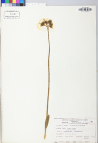 Hieracium caespitosum image