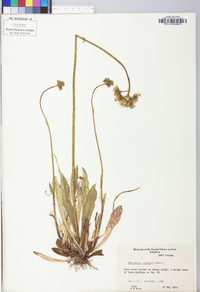 Hieracium caespitosum image