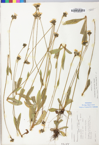 Hieracium caespitosum image