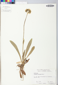 Hieracium caespitosum image