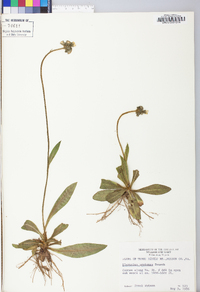 Hieracium caespitosum image