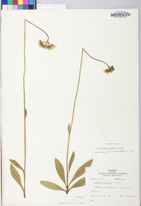 Hieracium caespitosum image