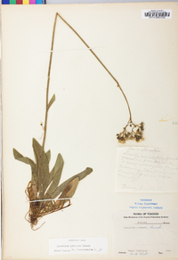 Hieracium caespitosum image