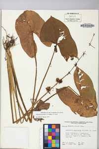 Sagittaria australis image