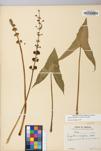 Sagittaria australis image