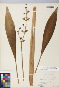 Sagittaria lancifolia image