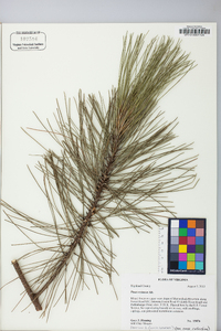 Pinus resinosa image