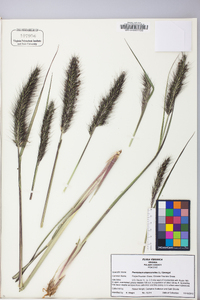 Pennisetum alopecuroides image