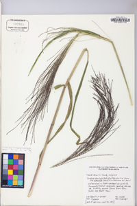 Leptochloa panicea image