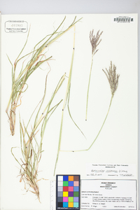 Bothriochloa ischaemum image