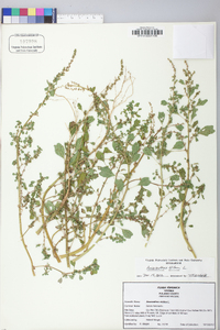 Amaranthus viridis image