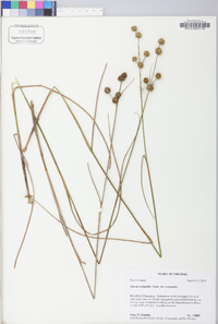 Juncus scirpoides image