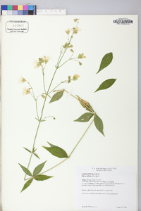 Silene stellata image