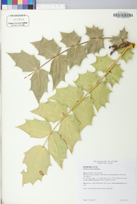 Mahonia bealei image