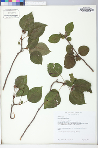 Pyrus calleryana image