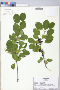 Rhamnus cathartica image