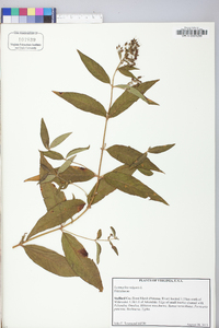 Lysimachia vulgaris image