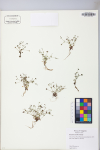 Houstonia pusilla image