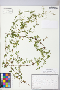 Galium concinnum image