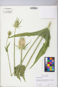 Dipsacus laciniatus image