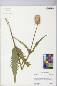 Dipsacus laciniatus image